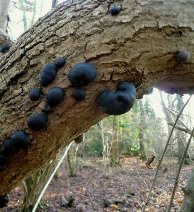 King Alfred's cakes growing in the woods