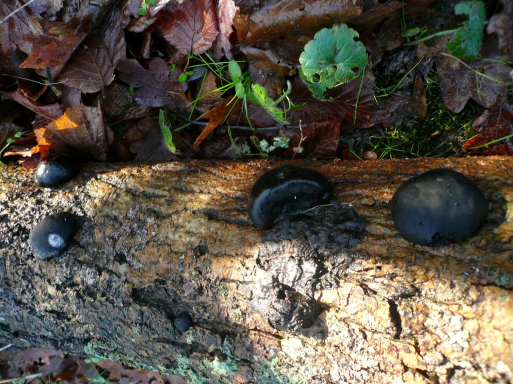 King Alfred's cakes growing on dead wood