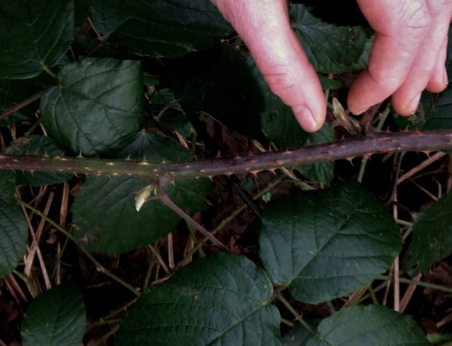 February forage of the month with Ruby Taylor