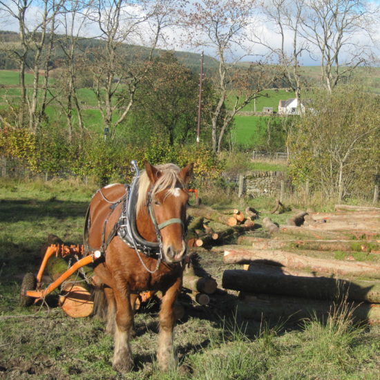 Logging with Tantan. Tantan is a 12 year old Comtois, a French breed.