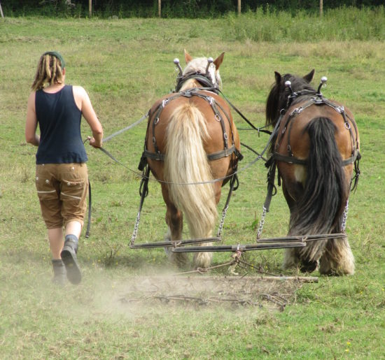 Harrowing a field with Stig and Tantan