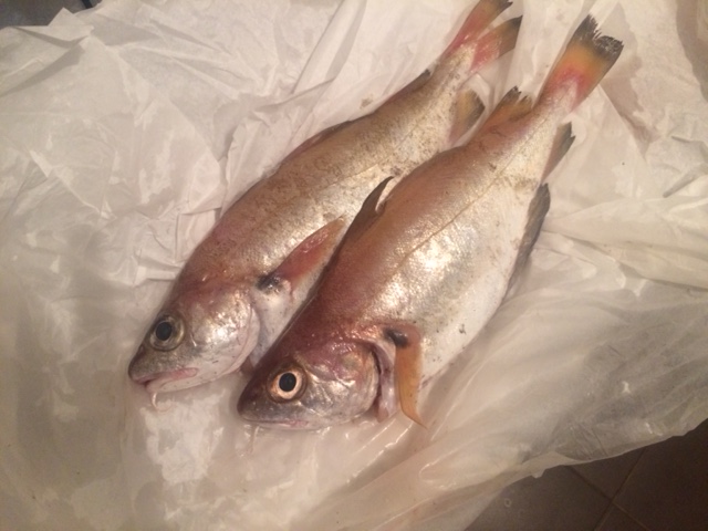 A pair of pouting included in one of Dave's community-supported fish scheme boxes