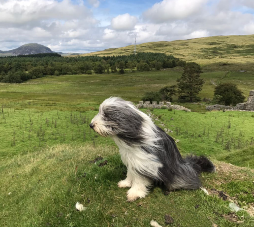 The adaptable and hardy bearded collie originated in Scotland pic: McBeard Man , creative commons