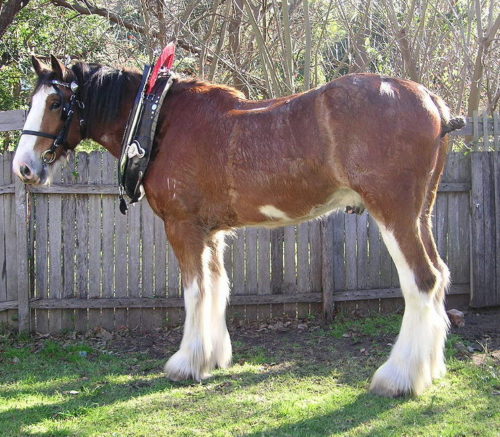 A young Clydesdale horse. this breed origionated in Scotland, it is one of the larger draught horses, though tends not to be quite as tall as the shire (pic: Kersti Nebelsiek, creative commons)