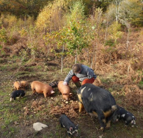 Sow and Piglets living in woodland at Tombreck farm.