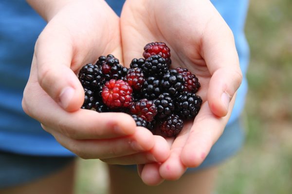 Via https://commons.wikimedia.org/wiki/Category:Blackberries#/media/File:Blackberries-6383.jpg