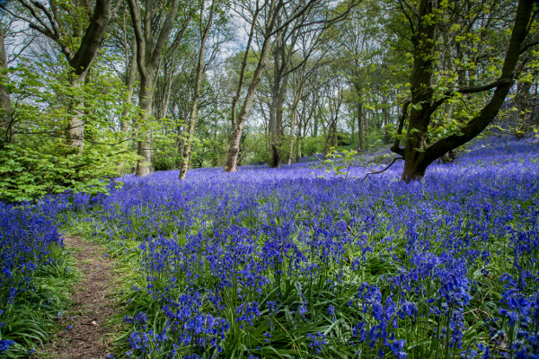 Could you help save ancient woodlands as a “threat detector” with the Woodland Trust?