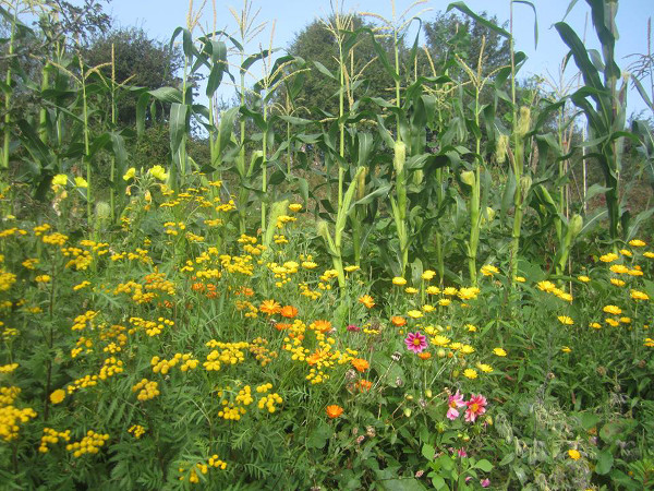 Introducing Yorkley Court Community Farm – you can help them to secure their land with a land trust, and avoid eviction