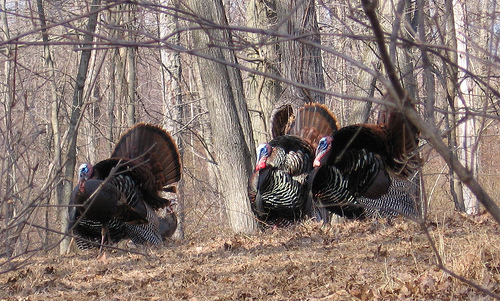 Male turkeys in woodland (pic: Anita363, Creative commons)