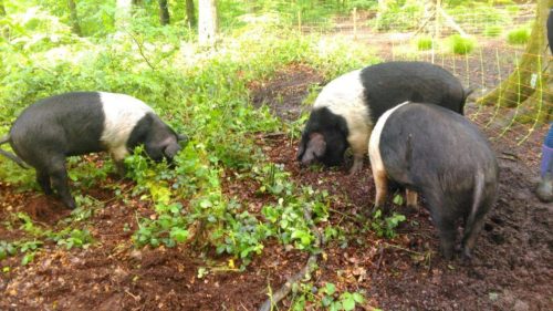 Pigs at work clearing the undergrowth