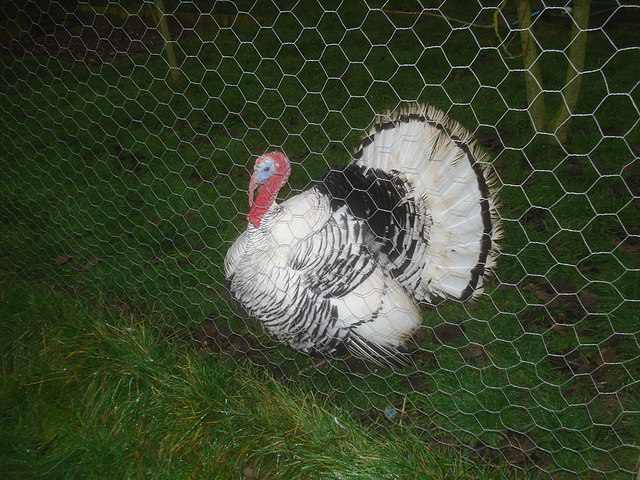 Pied Turkey