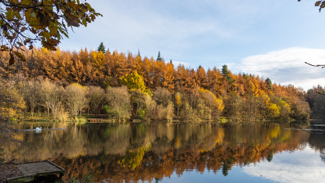 Woods such as these could be under threat from invasive non-native species