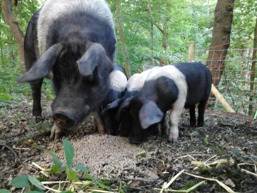 Pigs can be deliberately fed in the location where you want them to spend more time