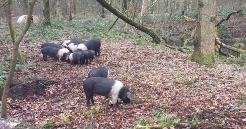 Pigs foraging in leaf litter
