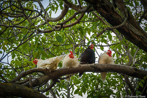 Tree chickens