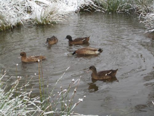 ducks on a pond at Tombreck Farm