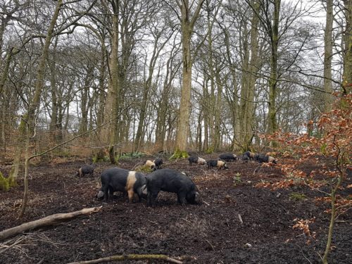 Pigs clear woodland