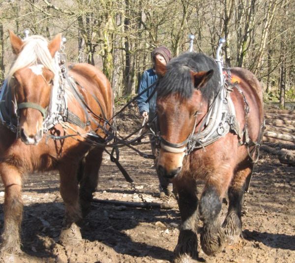 Living and working as a horse logger in Scotland