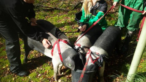 Halter training pigs