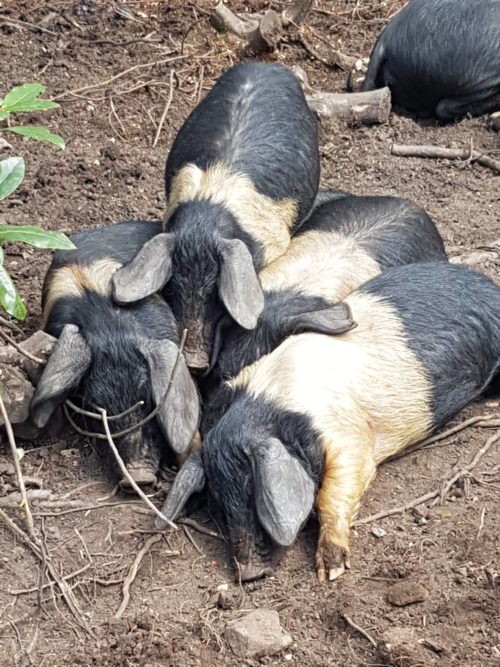Pigs for woodland conservation taking a well-earned break