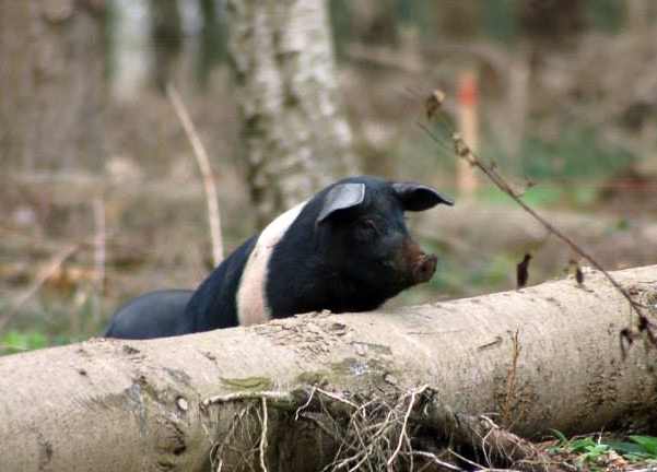 Using pigs for woodland conservation