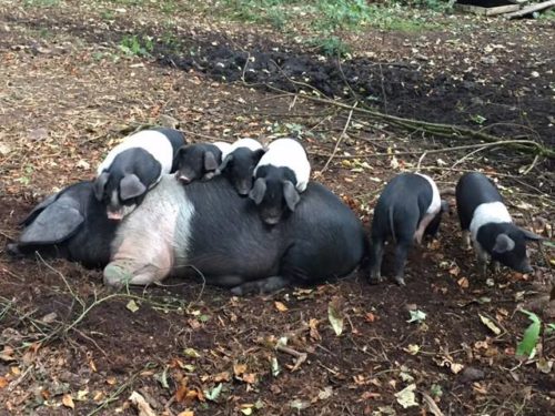 A sow and piglets on a Conservation Pigs site