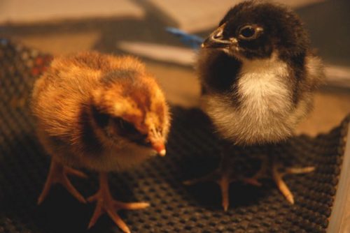 Newly hatched Autrolorp and Barnevelder chicks.