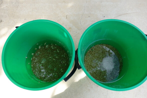 Grain soaking in two buckets for preparing mushroom spawn