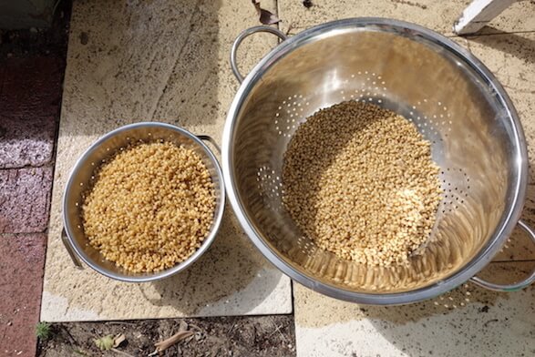 Drained grain in a regular and extra-large colander