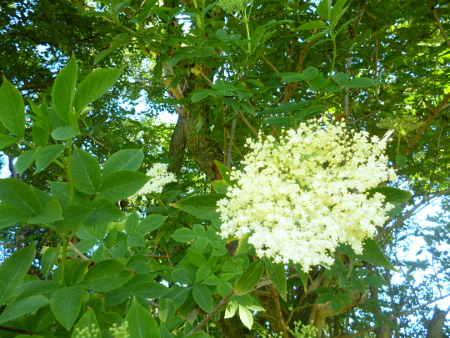 1elderflower