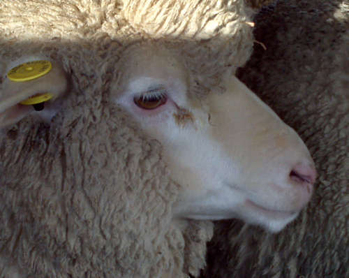 Sheep at a city farm in London.