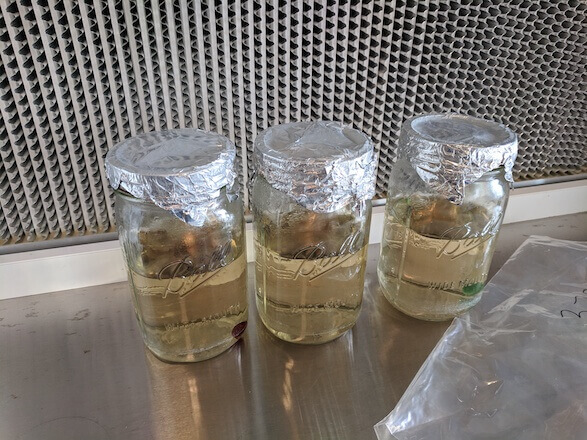 The Mushroom Guide Part 8: working with liquid mushroom cultures