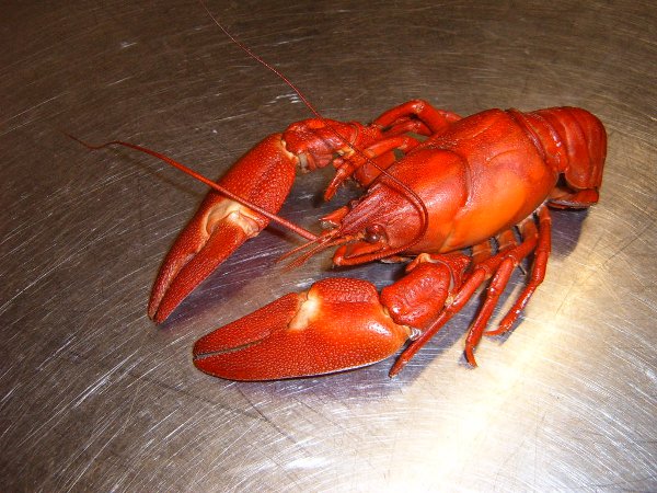  Crayfish representative image
