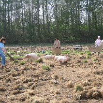 moving pigs around using boards