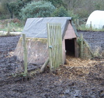 Home-made pig house that opens up onto two separate areas of land 