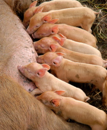 piglets