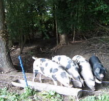 Pigs being kept in woodland, where their wild ancestors would have lived