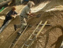 Thatchers at work on a roof