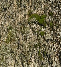 Close-up of moss and lichens growing on a thatched roof 