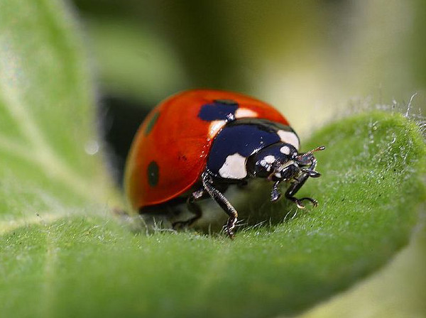 natural pest & weed control