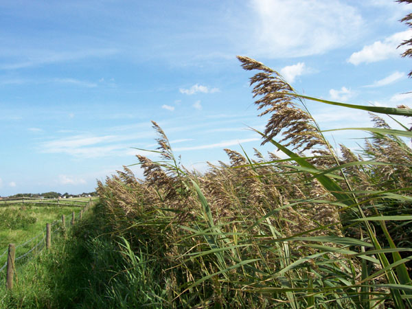 Reed beds