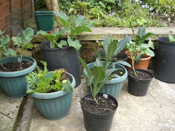  Urban / small-space gardening representative image