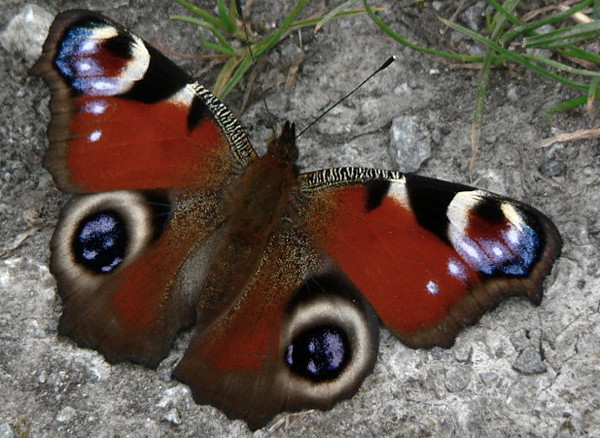  Wildlife gardening representative image