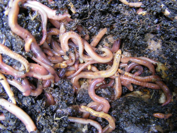  Vermiculture (worms) representative image