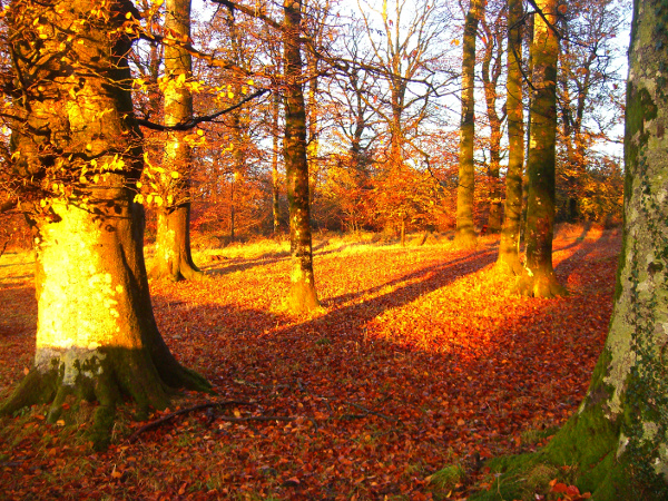 Tree / woodland management