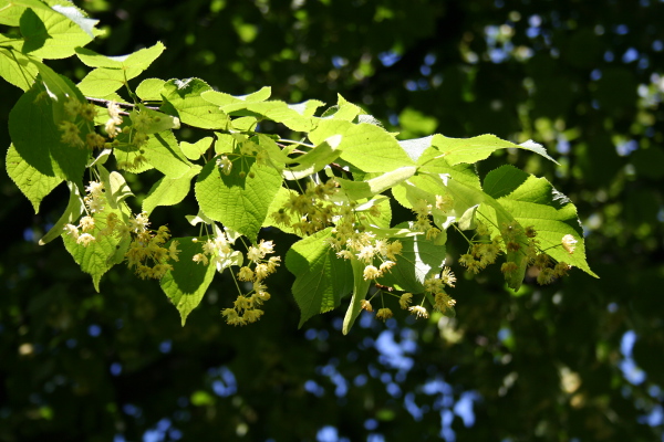 Lime: Swiss army knife of trees