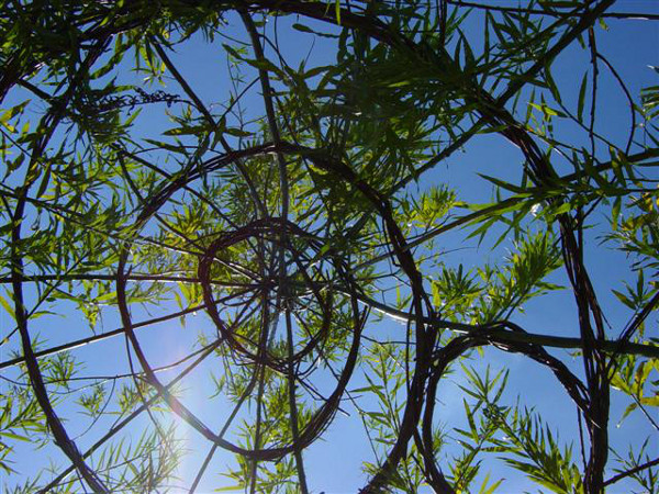 Living willow structures