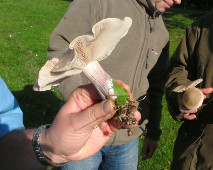 collecting field blewits, Lepista saeva, on a foraging course
