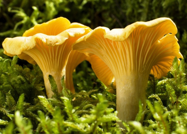  Mushrooms (wild) representative image
