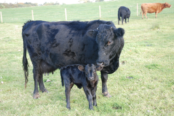  Cattle representative image